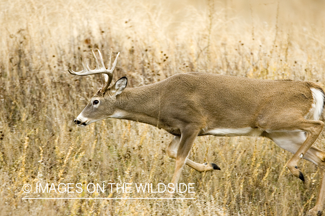 White-tailed deer in habitat