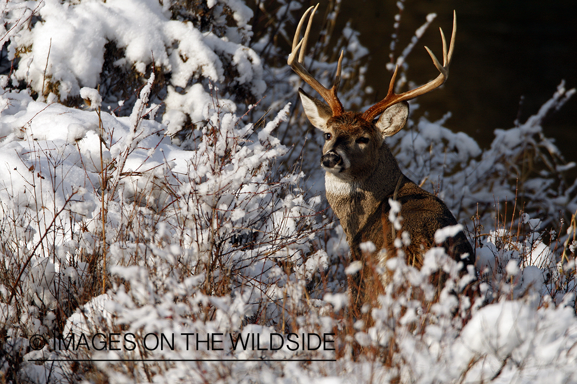 White-tailed deer in habitat