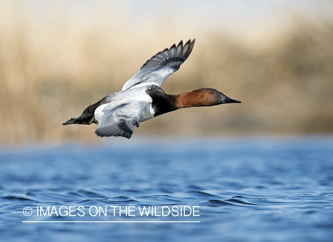 Canvasback in habitat.