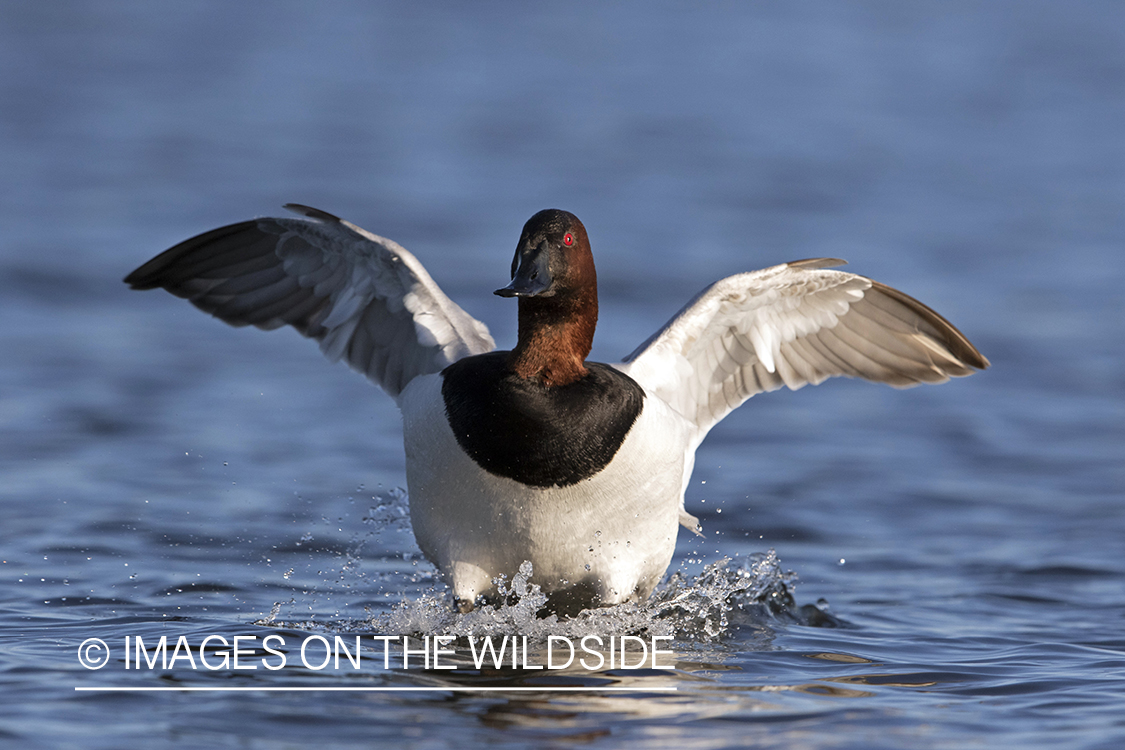 Canvasback drake in flight.