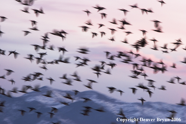 Flock of mallards in flight.