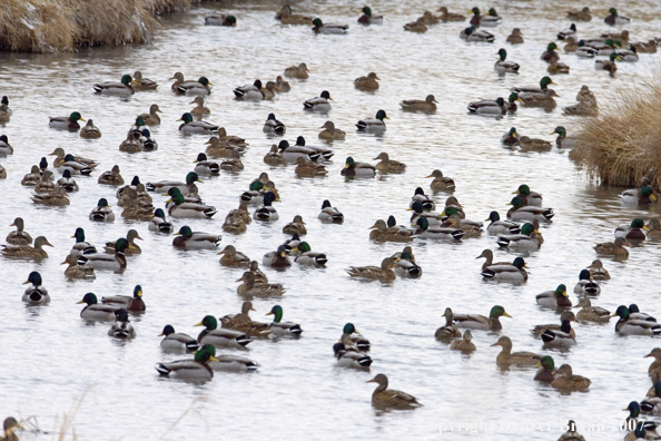 Flock of Mallard Ducks