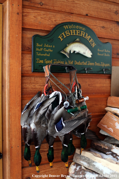 Bagged mallards hanging with duck calls. 