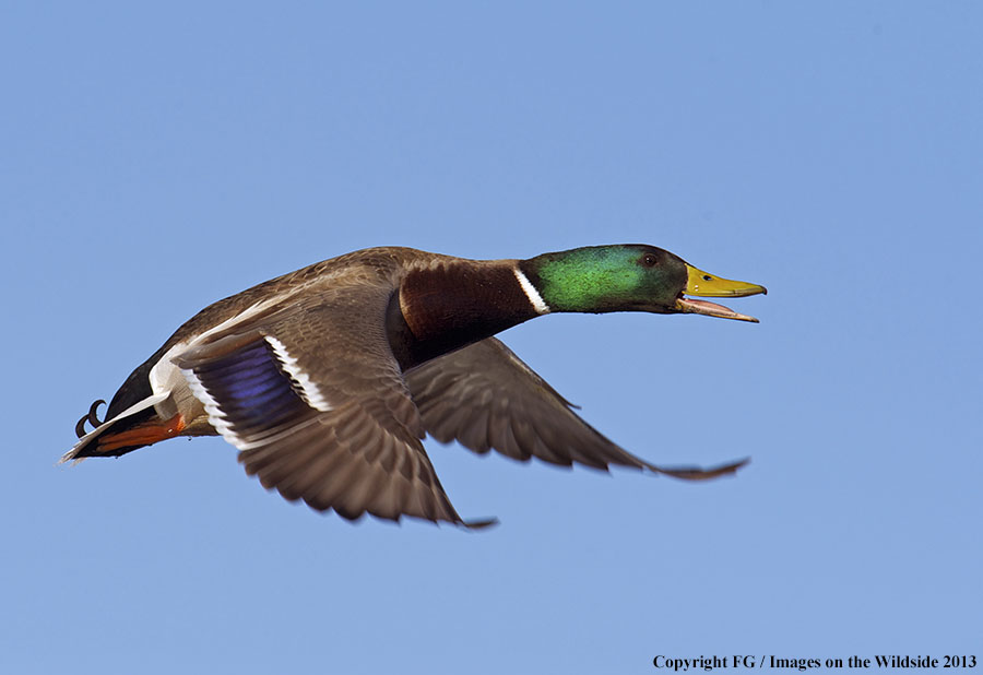 Mallard in flight.