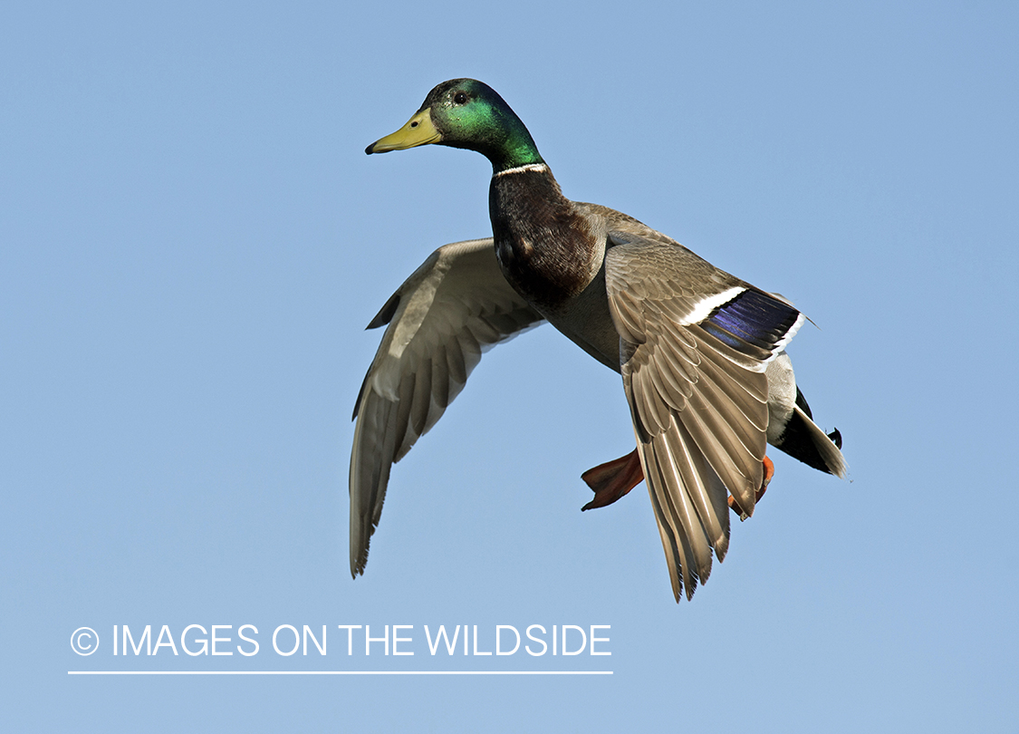 Mallard in flight.