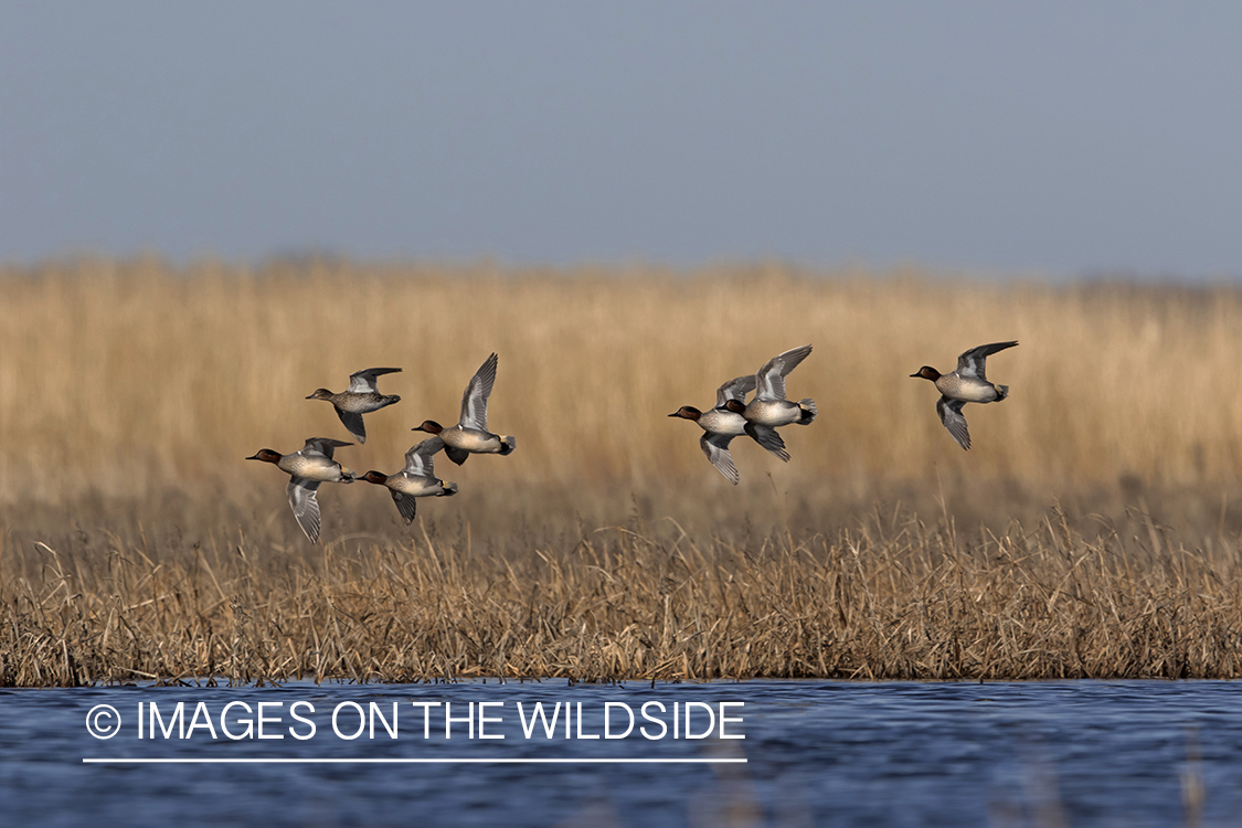 Green-winged Teal in flight.