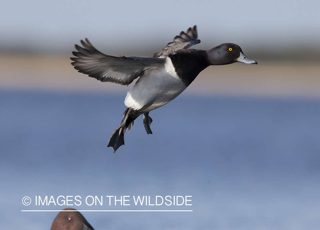 Lesser Scaup in flight.