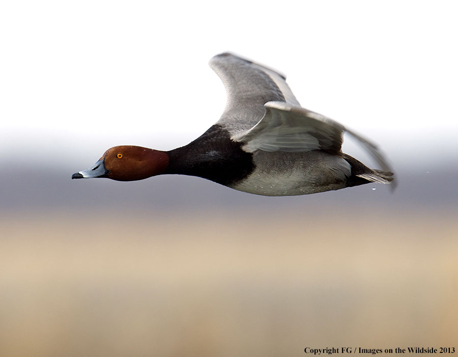 Redhead duck in flight.