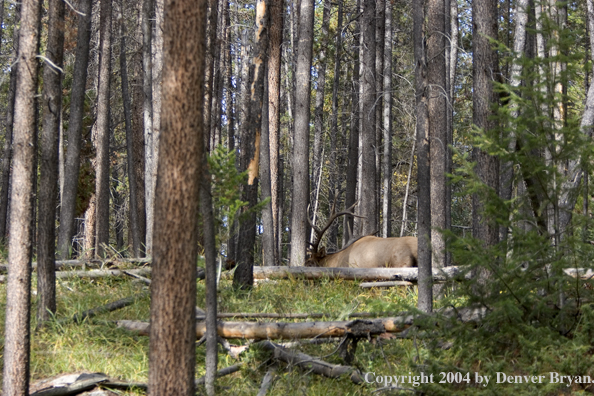 Rocky Mountain bull elk rubbing.