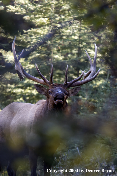 Rocky Mountain bull elk bugling.