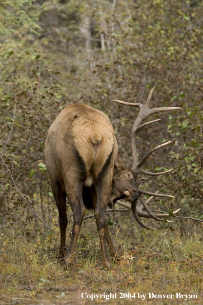 Rocky Mountain bull elk rubbing antlers/scraping on bush