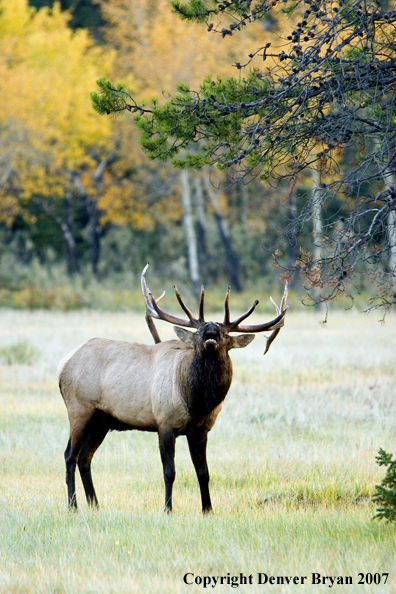 Rocky Mountain Elk