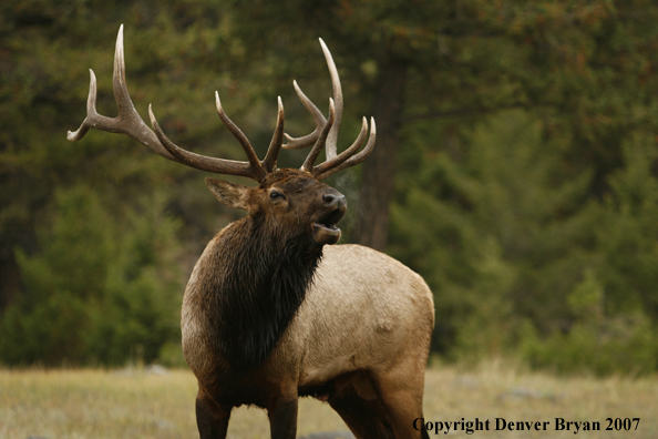 Rocky Mountain Elk bugling