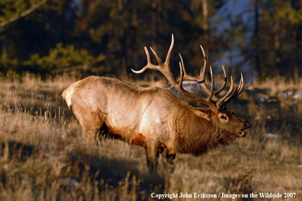 Rocky Mountain Elk bugling