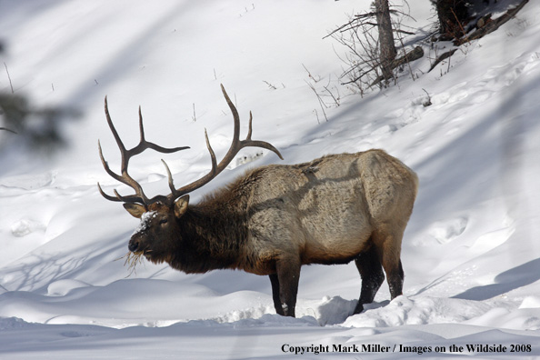 Rocky Mountain Elk in habitat