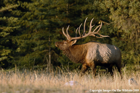 Bull Elk