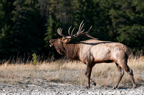 Bull elk bugling. 