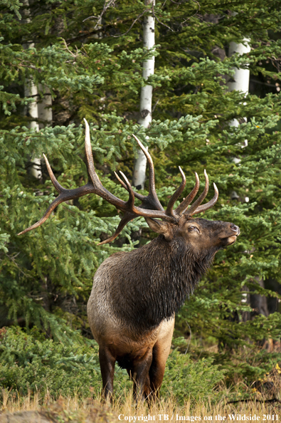 Rocky Mountain bull elk in habitat. 