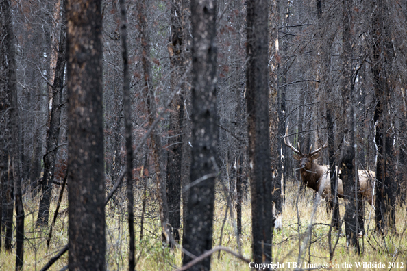 Bull elk in forest. 