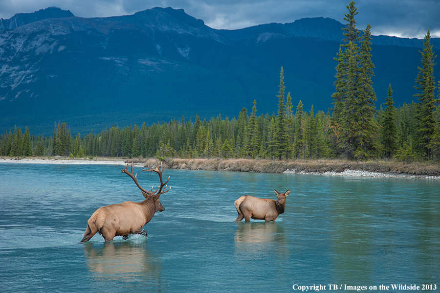 Rocky Mountain bull elk approaching cow.