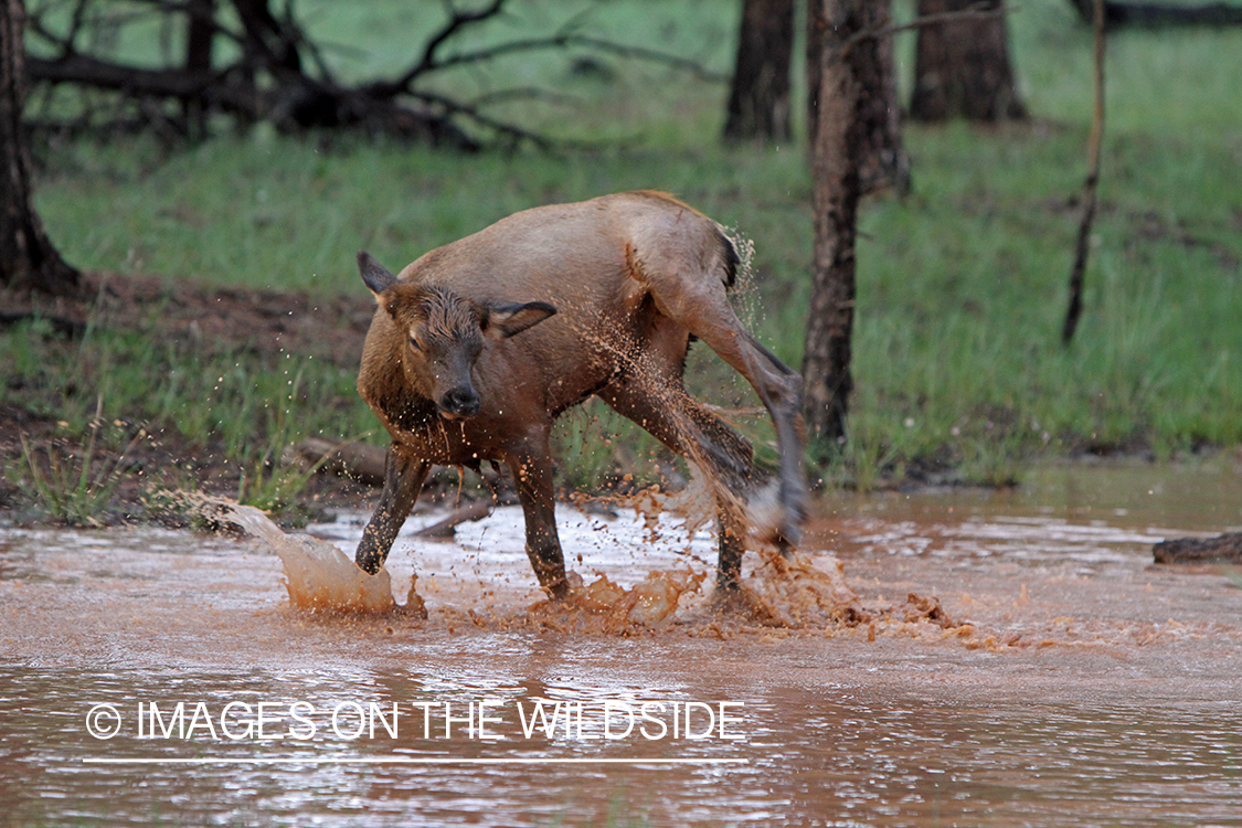 Rocky Mountain Elk calf playing in water. 