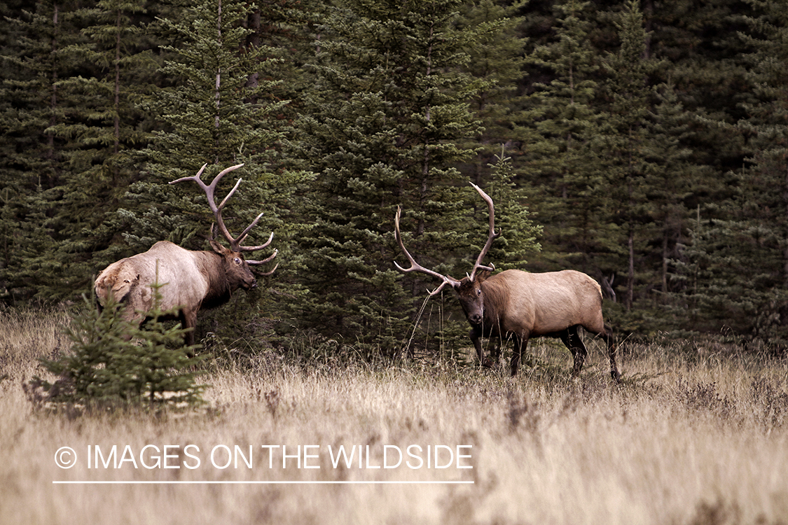 Rocky Mountain Bulls competing during the rut.