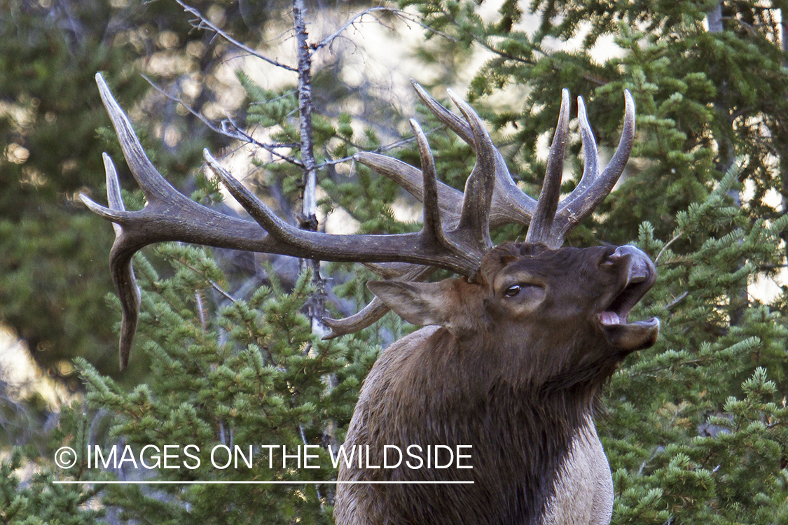 Rocky Mountain Bull Elk bugling in habitat.