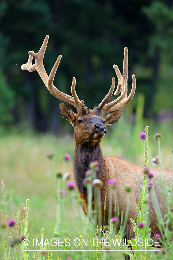 Rocky Mountain bull elk in Velvet.