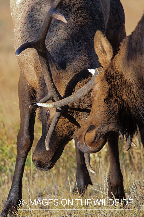 Bull elk fighting during rut.