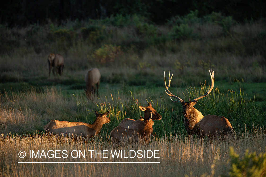 Elk in field.