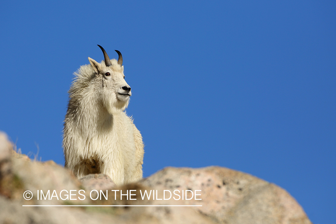 Rocky Mountain Goat in habitat. 