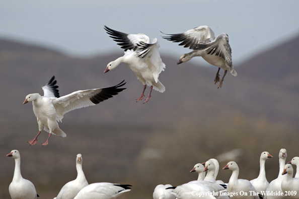 Snow Geese