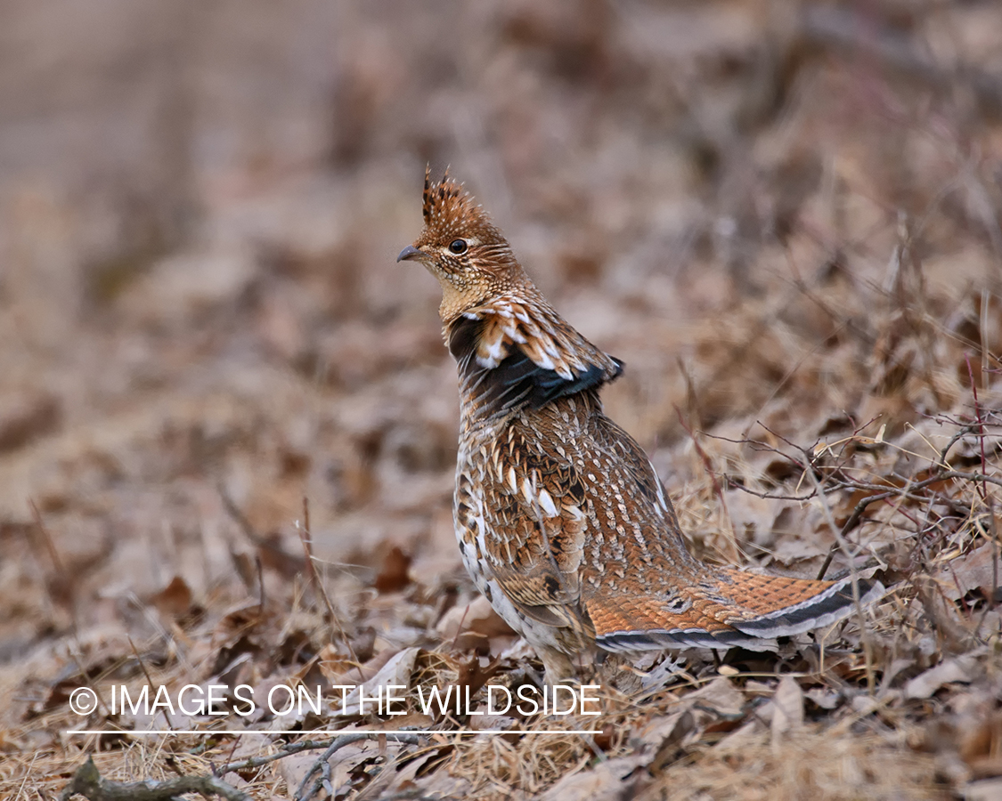 Ruffed Grouse.