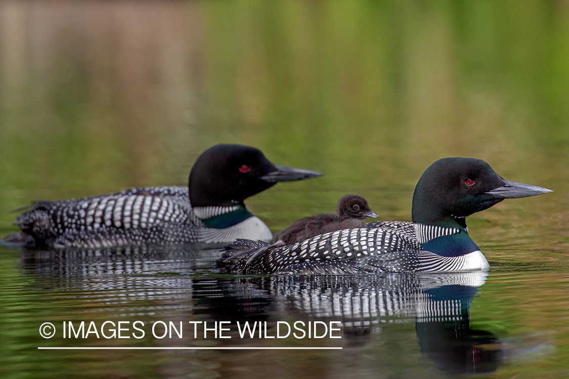 Common Loons with chick.