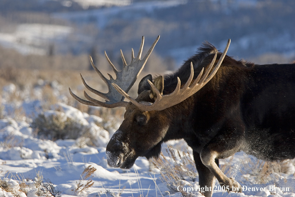 Shiras bull moose in habitat.