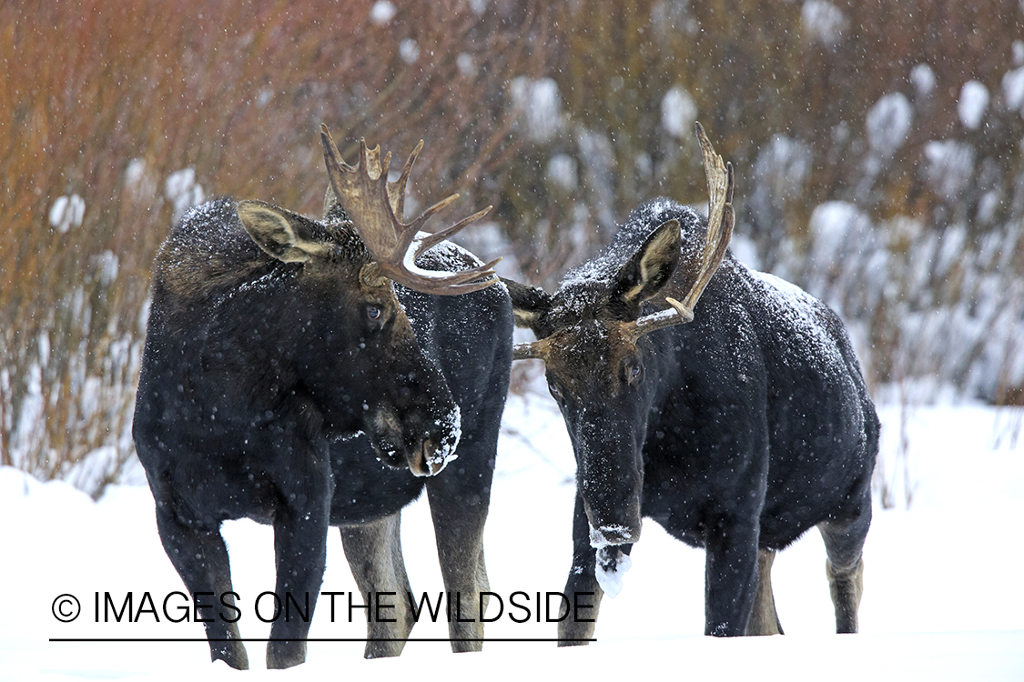 Shiras bulls moose competeing in winter habitat.