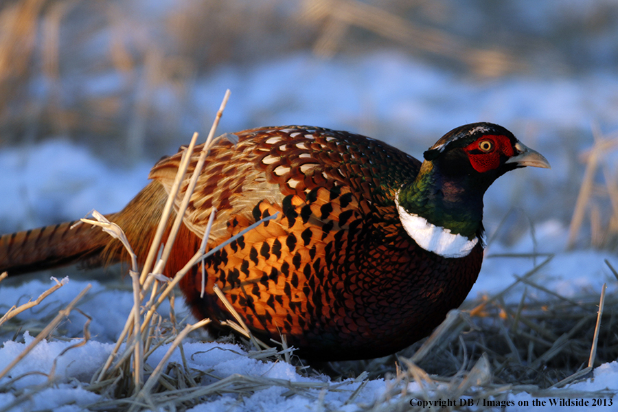 Ring-necked pheasant in habitat