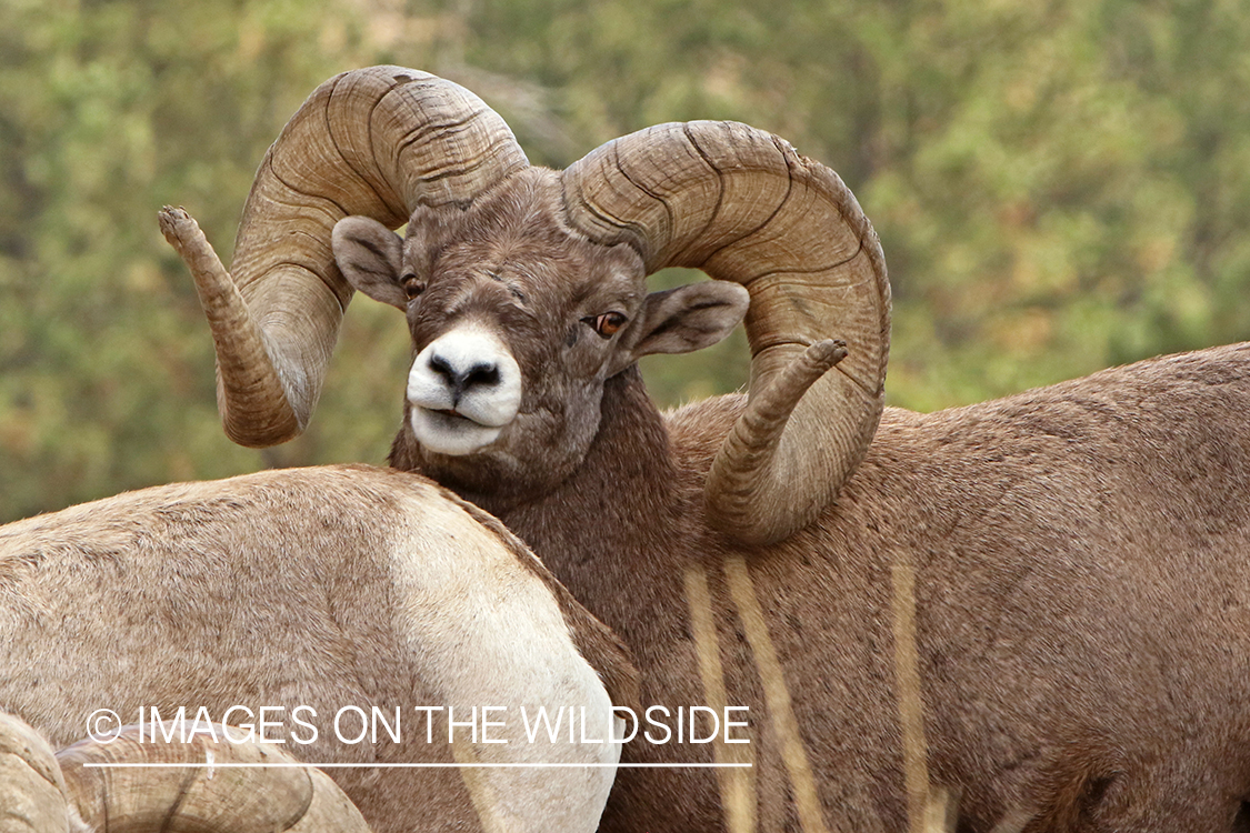 Rocky Mountain Bighorn ram in field.