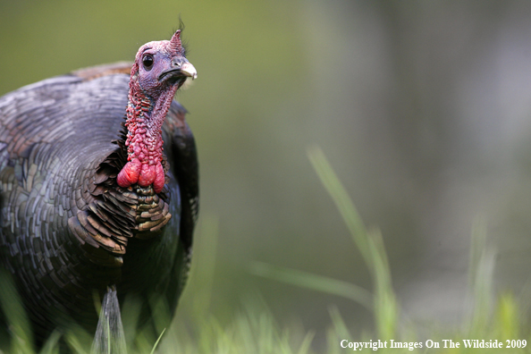 Eastern Wild Turkey in habitat