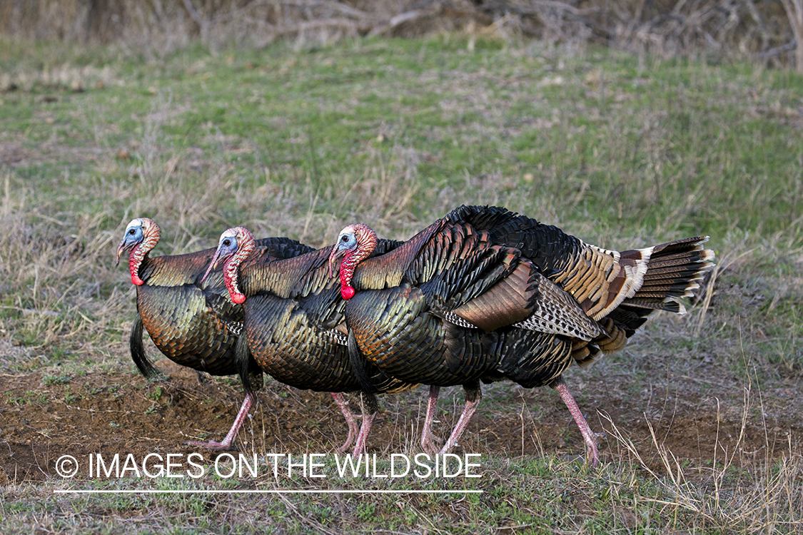 Flock of Rio Grande Turkeys in habitat.