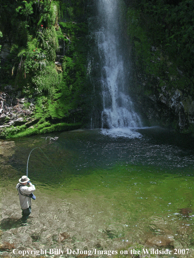 Flyfisherman on small stream.                               