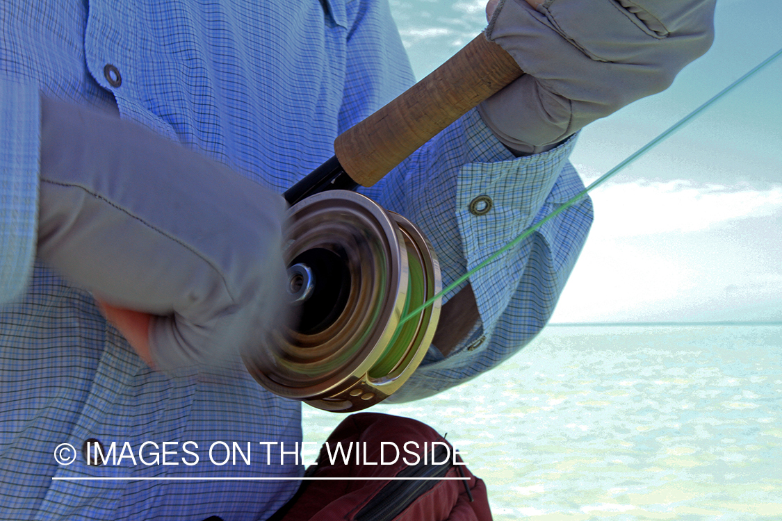 Saltwater flyfisher fighting fish on line, Christmas Island.