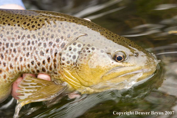 Close-up of nice brown trout.