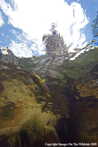 Flyfisherman with Brown Trout