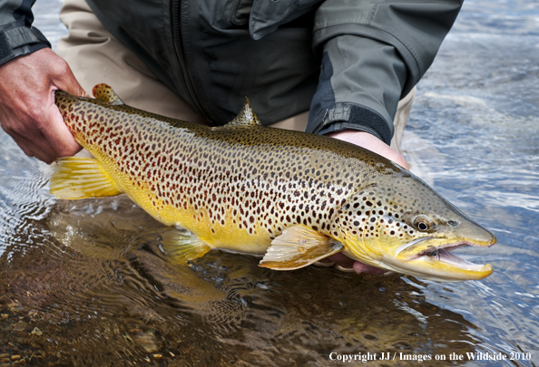 Brown Trout in habitat. 