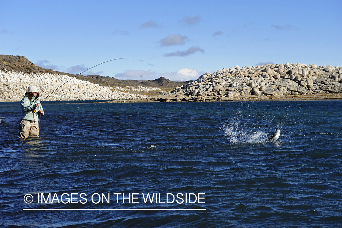 Jurassic Lake flyfisher fighting rainbow trout, Argentina.