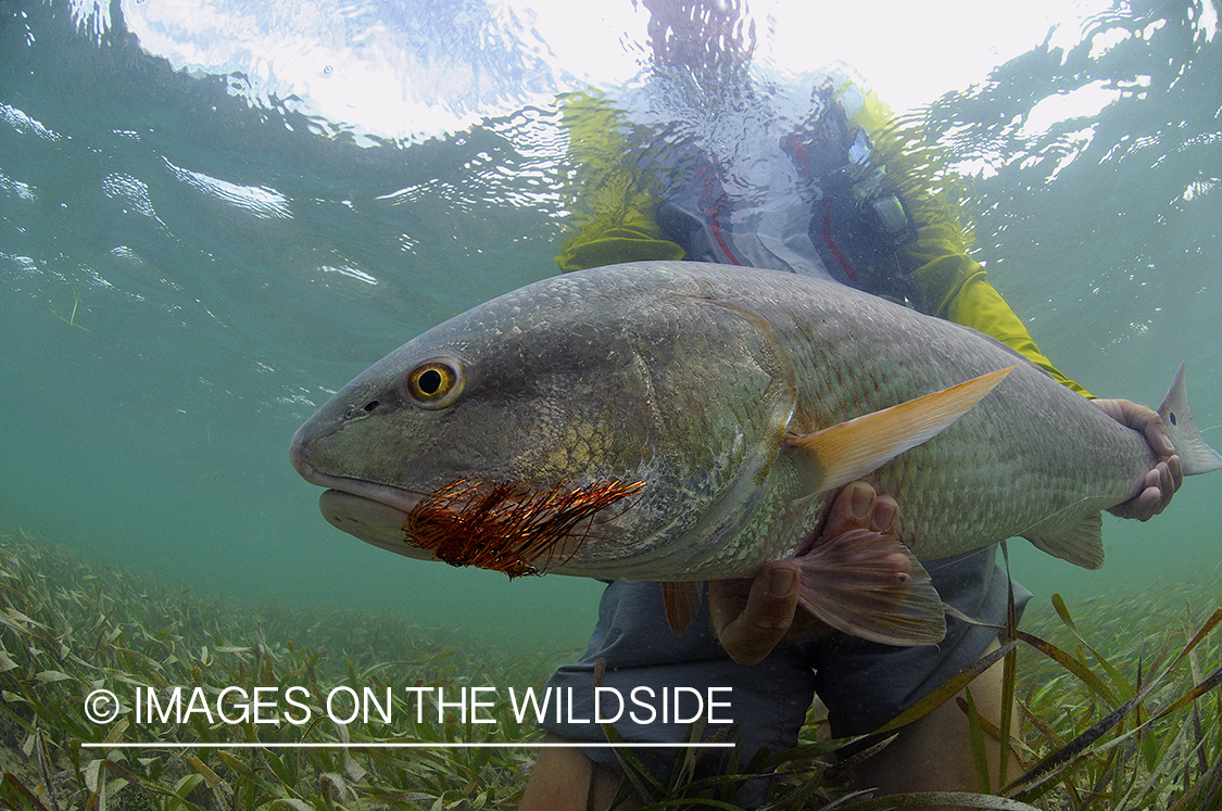 Flyfisherman releasing redfish.