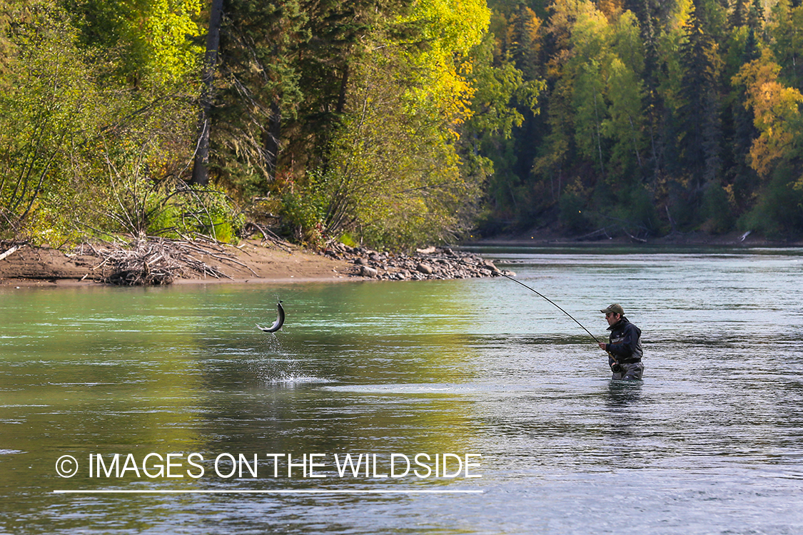 Flyfisherman fighting jumping steelhead on line.