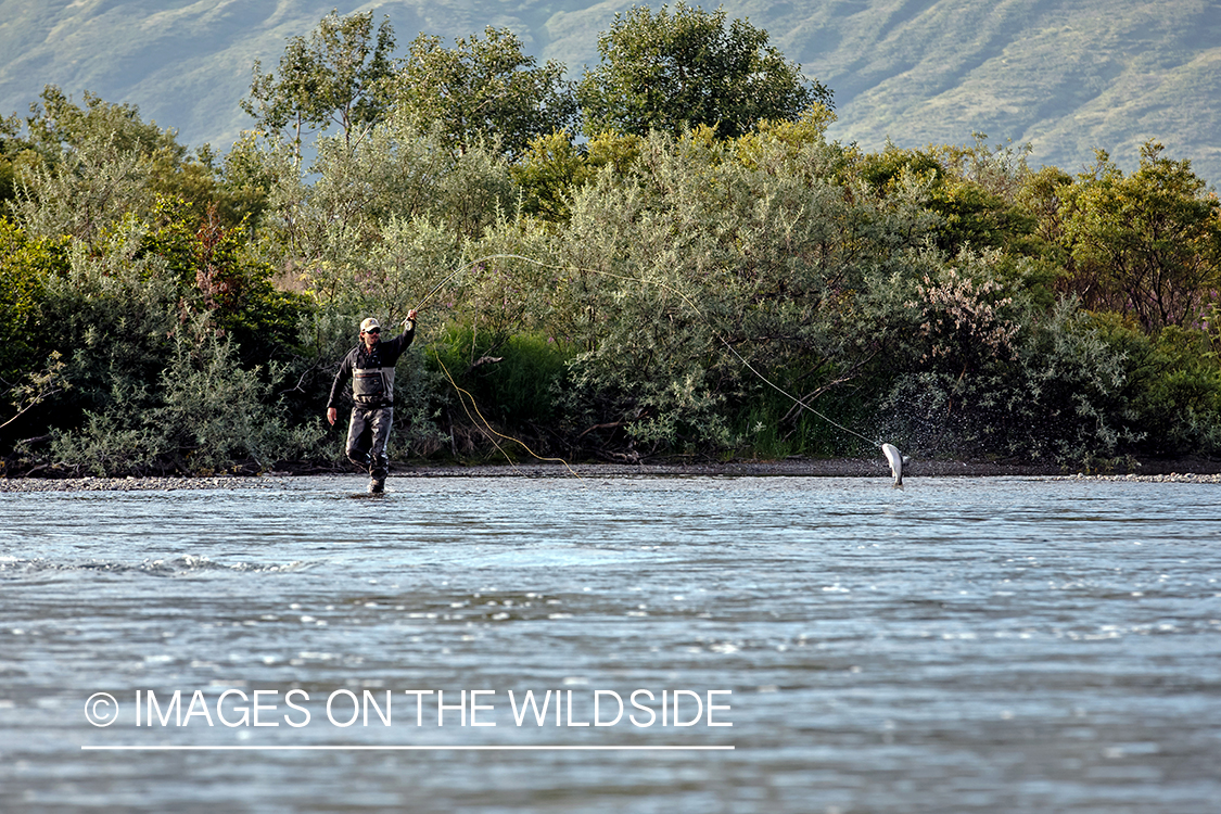 Flyfisherman fighting jumping fish, Alaska.