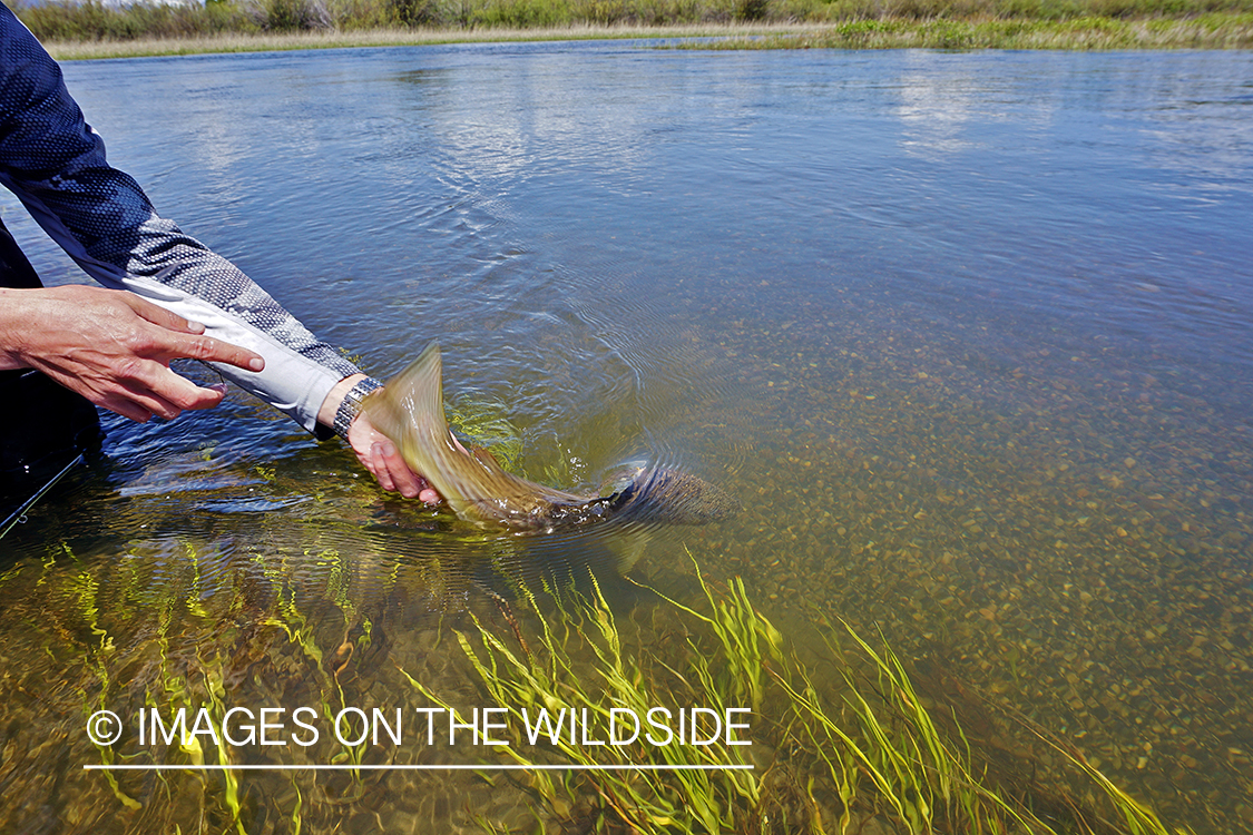 Flyfisherman releasing Brown Trout.